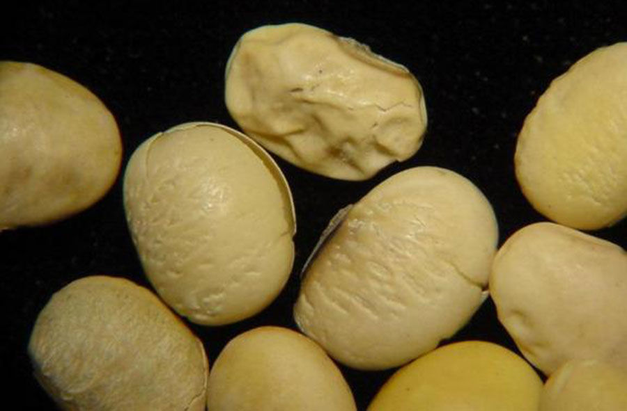 deformities in soybean seed
